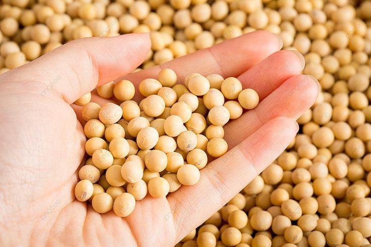Iranian Soybean Varieties Explained; Feed, Food-Grade & High-Protein Seeds